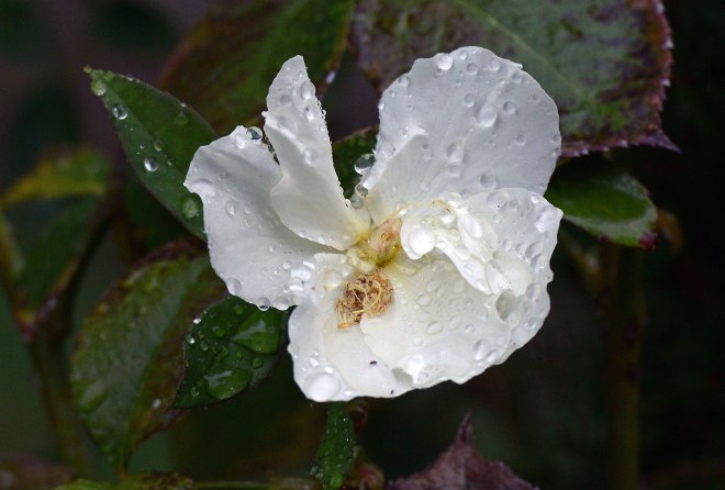 Rain_Rose_DSC_6852