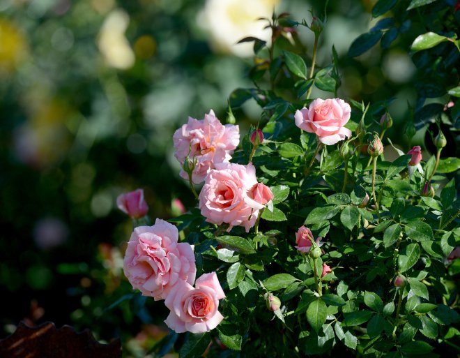 Roses_DSC_6247