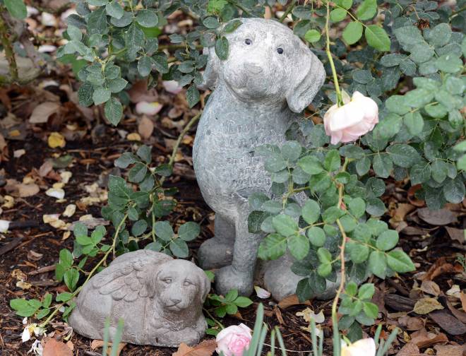 Rosie_Rusty_DSC_7097