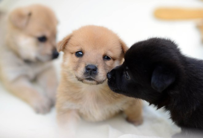 Sarahs Pups_DSC_5134