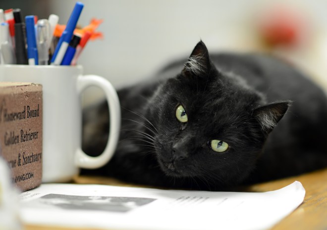 Scratches-Cat_DSC_5283