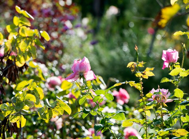 Bee-on-Rose_DSC_8731