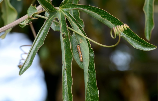 Caterpillar_DSC_8949
