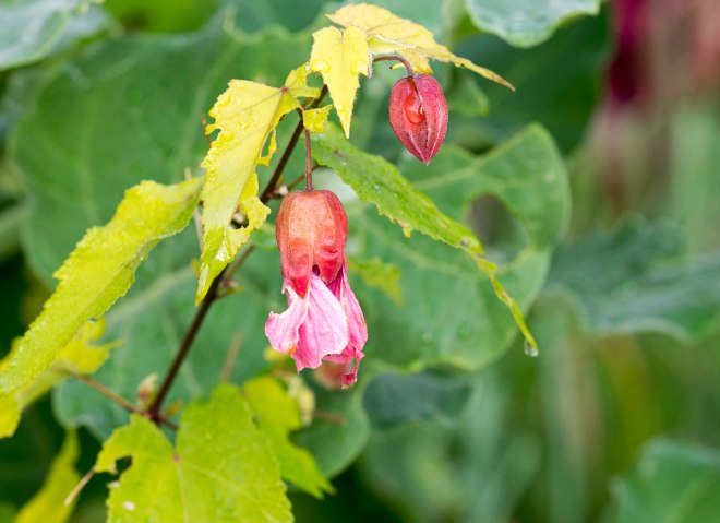 Chinese Lantern_CZO85_DSC_9614