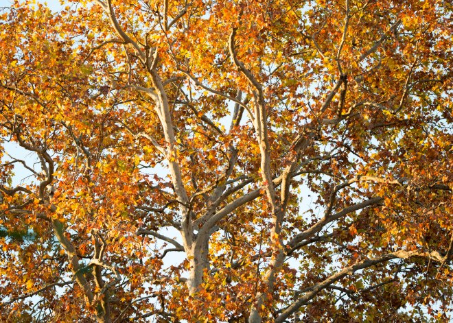 Fall_Morning_DSC_9314