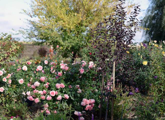 Flowering-Plum_DSC_7587
