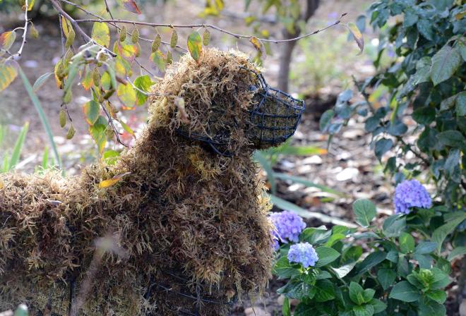 Garden-Dog_Fall_DSC_7588