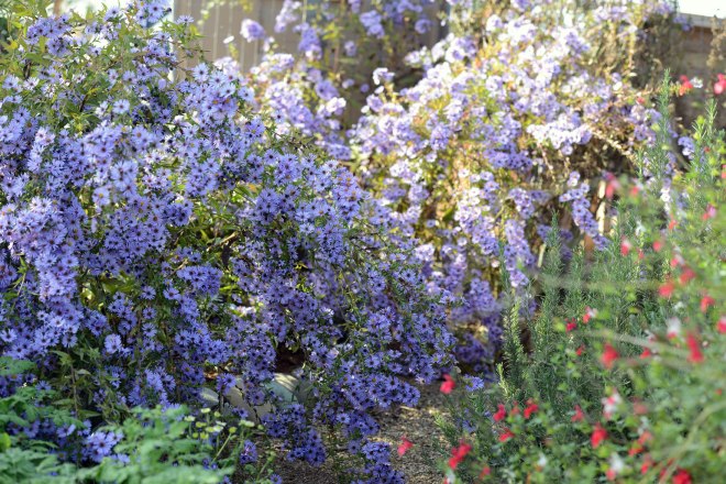 Garden_Asters_DSC_8230