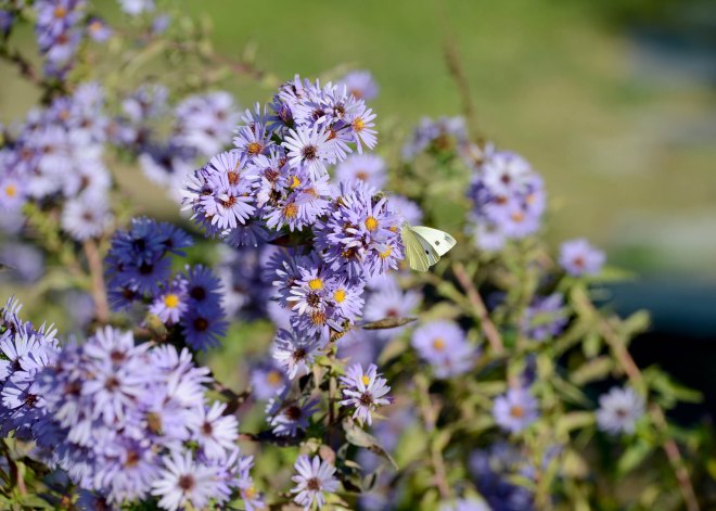Garden_Asters_DSC_8449
