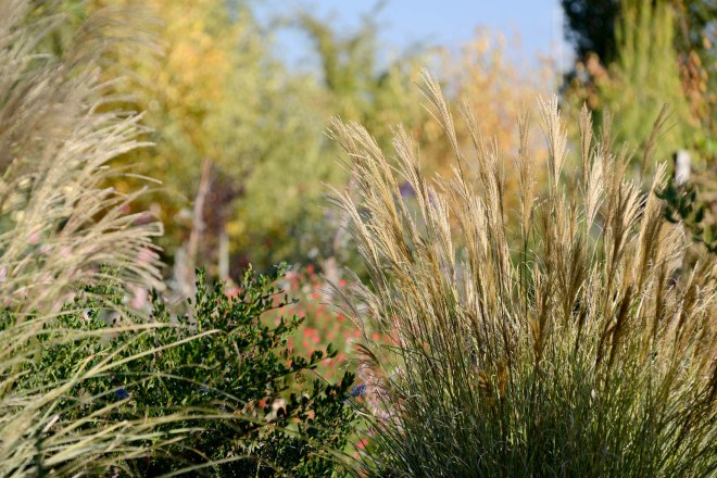 Garden_Fall_DSC_8454