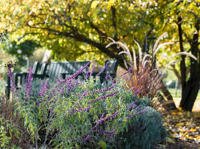 Garden_Fall_DSC_8858