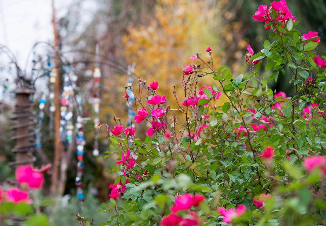 Garden_Fall_DSC_9167