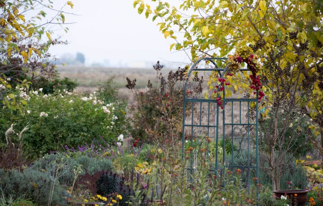 Garden_fall_DSC_9172