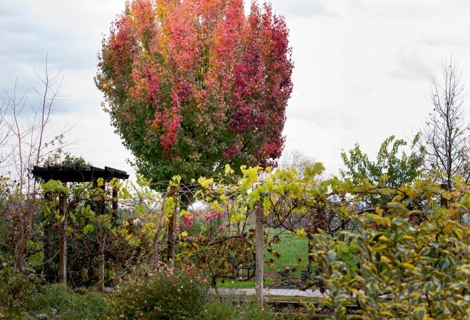 Garden_Fall_DSC_9964