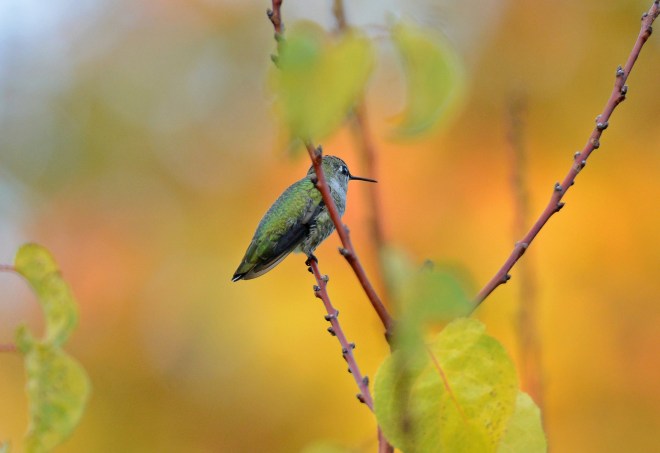 Hummingbird_DSC_7925