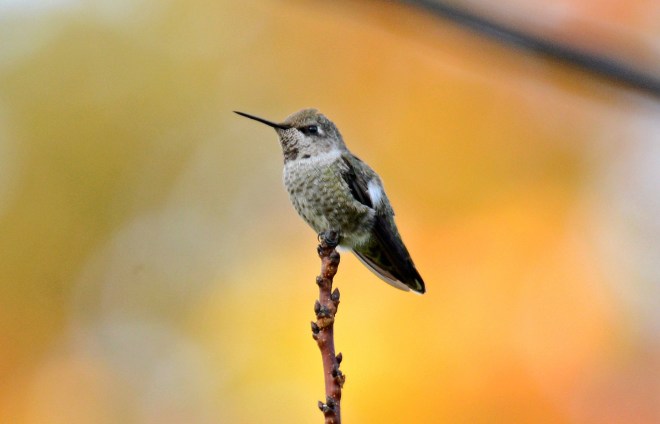 Hummingbird_DSC_7960