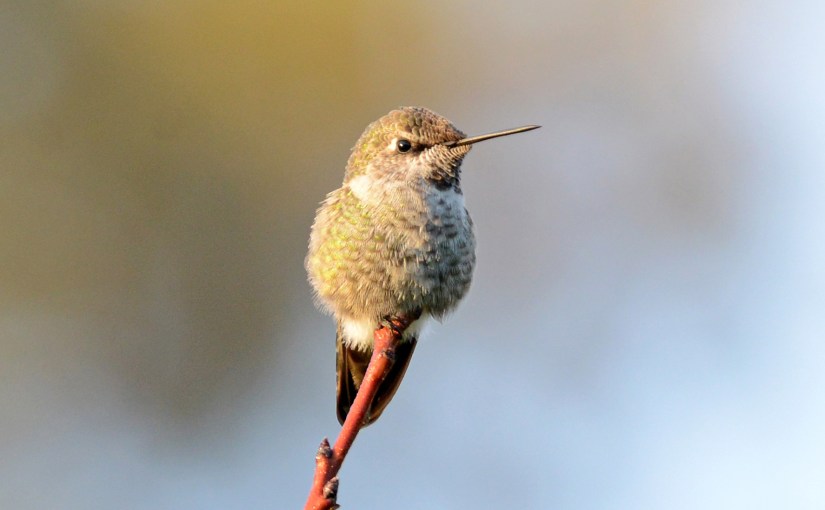 Wordless Wednesday: Rising with the&nbsp;Sun