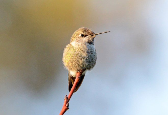 Hummingbird_DSC_8023