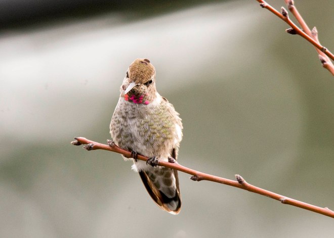 Hummingbird_DSC_9300