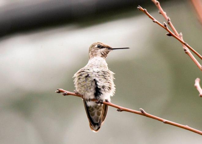 Hummingbird_DSC_9302