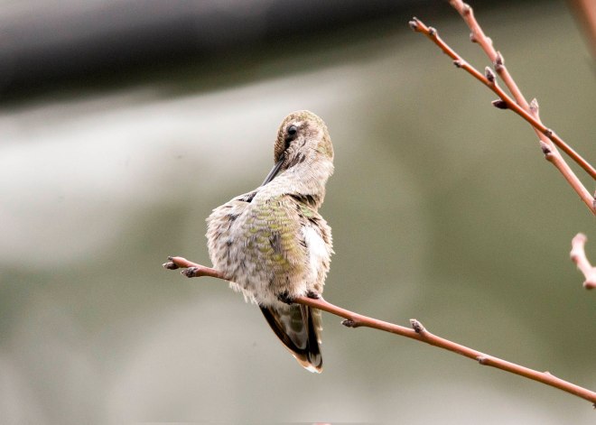 Hummingbird_DSC_9311