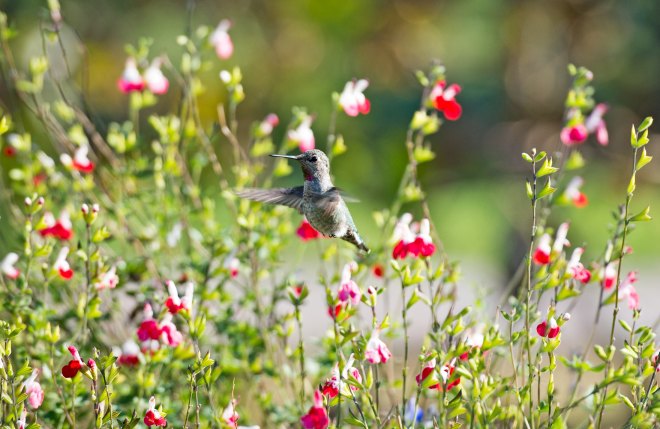 Hummingbird_DSC_9451