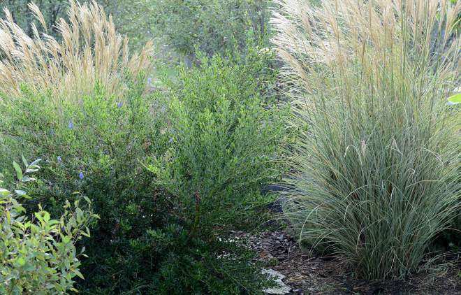 Inas-Grasses_DSC_7605