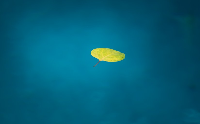 Wordless Wednesday: Suspended