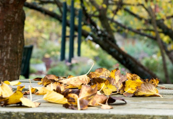Leaves_Fall_DSC_9922
