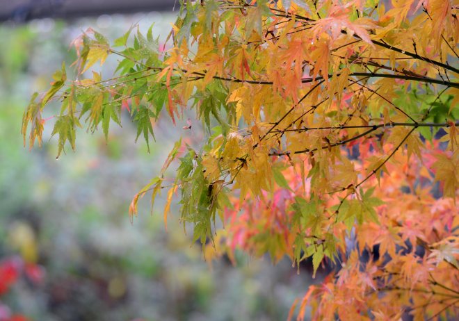 Leaves_Rain_DSC_8661