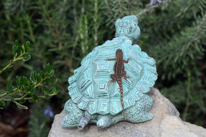 Lizard_Turtle_DSC_8948