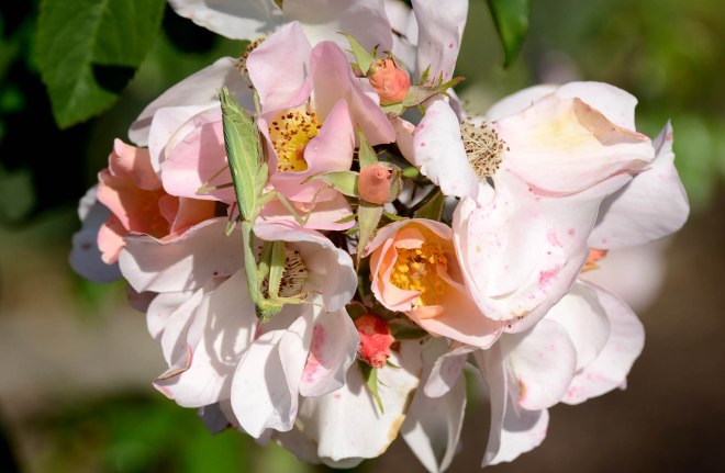 Praying Mantis_DSC_8455