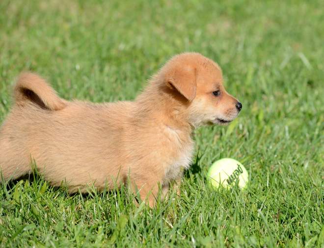 Puppy_Ball_DSC_7359