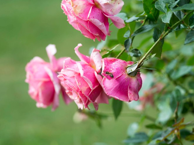 Rose_DSC_9415