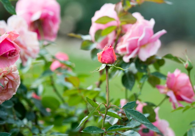 Rose_DSC_9417