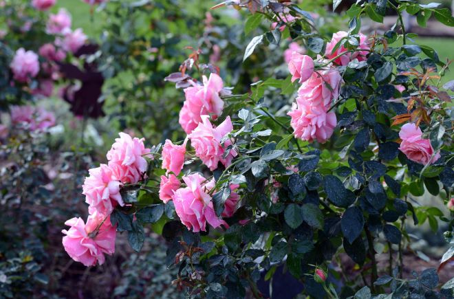 Roses_Rain_DSC_7589