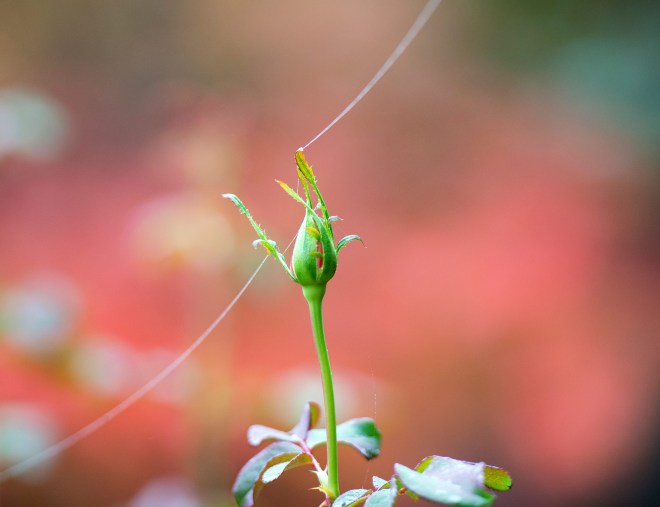 Spider-Bridge_DSC_8704