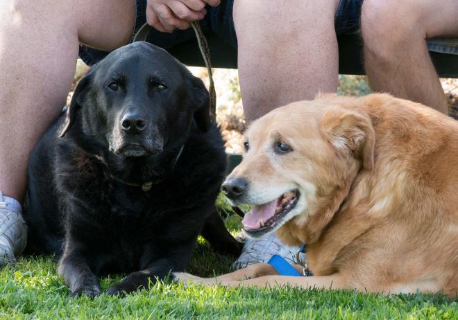 Tigger_Jessie_DSC_8810