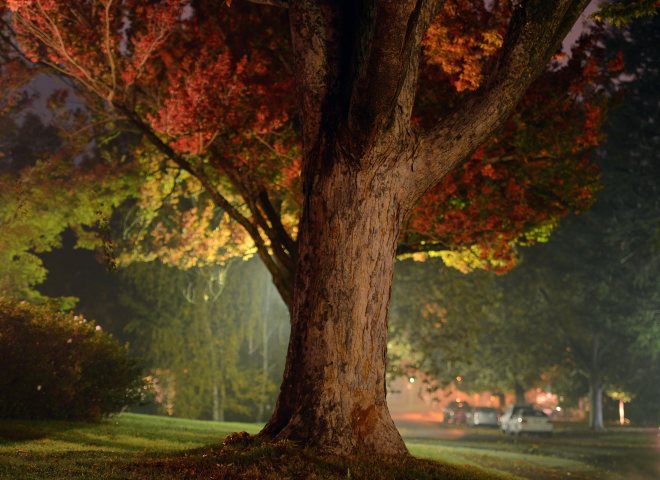 Tree_Fog_DSC_8675