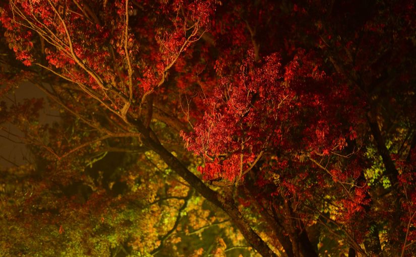 Morning Rain: Night&nbsp;Fog