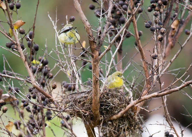 Warbler_Nest_DSC_9347