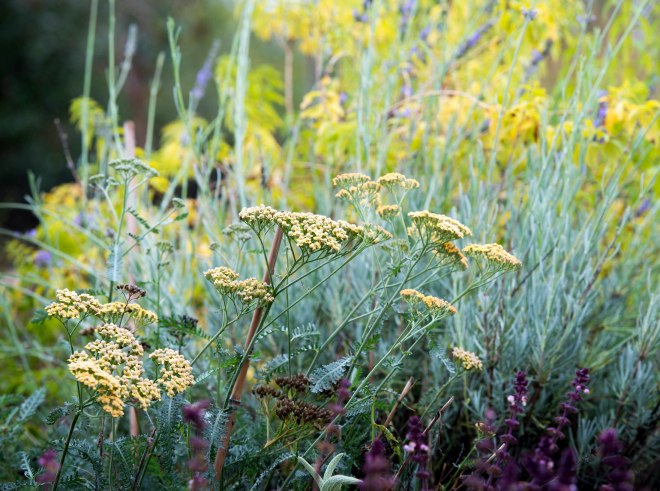 Yarrow_Fall_DSC_9967