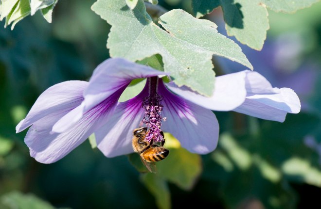 Bee_December_DSC_1291