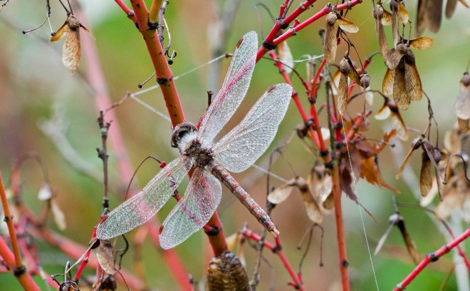DragonFly_DSC_0165