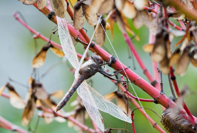 DragonFly_DSC_0166
