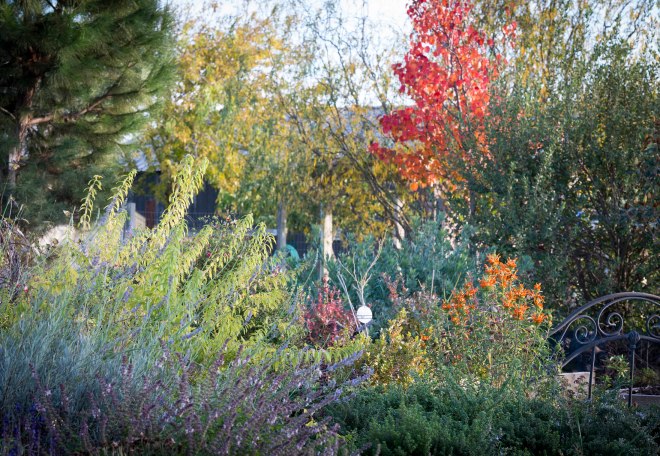 Garden_December_DSC_0105