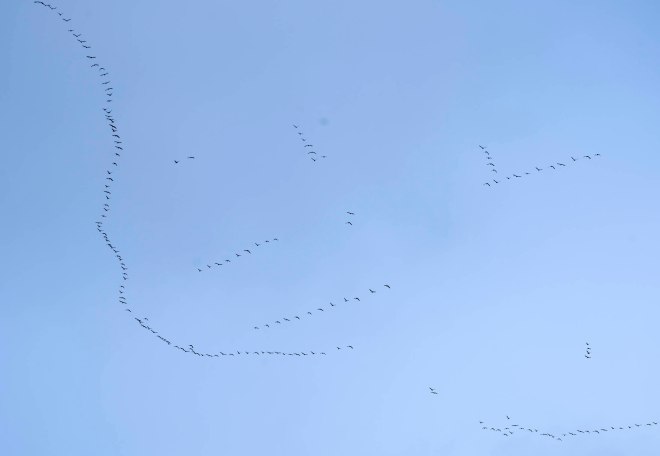 Geese_Flight_DSC_0535