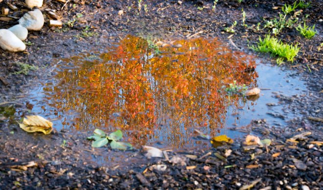 Reflection_Fall_DSC_0085