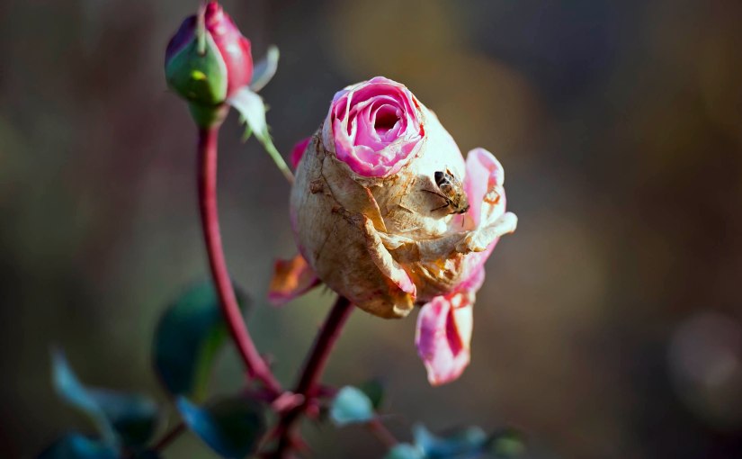 The Seeds of Today and&nbsp;Yesterday