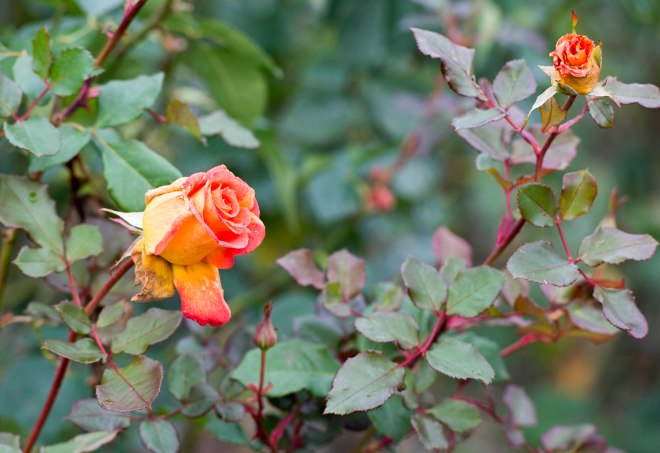 Rose_DSC_0481